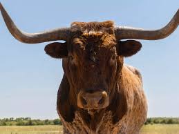 60 containers of valuable bull sperm stolen spawning desperate police hunt  - Daily Star