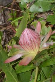 Image result for Protea angolensis