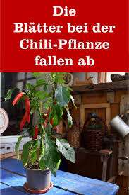 Am Blutenansatz Der Chilipflanze Entstehen Schwarze Flecke Und Die Bluten Fallen Ab Gartenbob De Der Garten Ratgeber Chili Pflanzen Pflanzen Gartenschadlinge