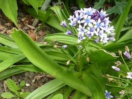 Image result for Hyacinthaceae