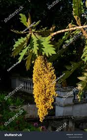 Image result for Bocconia arborea