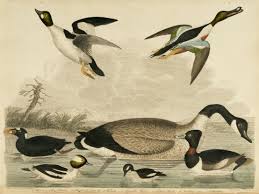 Birds Native To Virginia American Ornithology Library Of Virginia Google Arts Culture Ornithology Culture Art Birds Of America