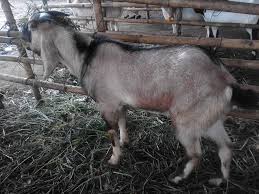 Wisata kuliner di foodcourt yang tersedia di dalam area taman lampion ini. Jual Beli Kambing Domba Services Facebook