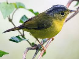 We did not find results for: Gray Crowned Warbler Ebird