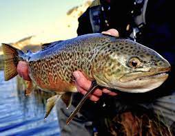 Tiger Trout The Tiger Trout Is A Sterile Hybrid Cross Between A Female Brown Trout And A Male Brook Trout The Fish Exhibits Unusual M Trout Trout Fishing Fish