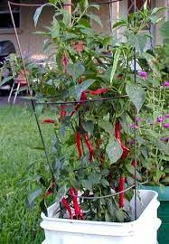 Drying cayenne peppers is fun and easy! Curing With Cayenne Amazing Healing Power Of Cayenne Pepper Pepper Plants Cayenne Pepper Benefits Edible Garden