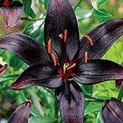 Excellent choice for something different in your garden. Black Wizard Lily Breck S