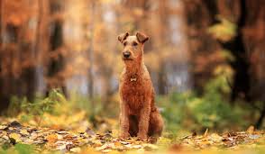 Image result for irský teriér