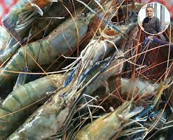 Memulai budidaya udang galah dalam skala rumah? Ada Je Orang Tak Reti Siang Udang Galah Nak Bagi Faham En Suami Ni Tunjukkan Caranya Mudah Je Rupanya Keluarga