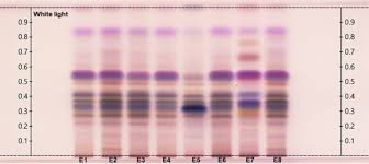 Image result for Eriocephalus ambiguus