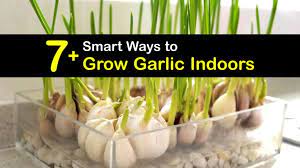 We did not find results for: 7 Smart Ways To Grow Garlic Indoors