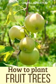 How to plant a fruit tree: How To Plan And Plant A Homestead Orchard Fruit Trees Fruit Plants Starting A Garden