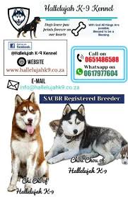 Mile high husky rescue is a foster based rescue organization dedicated to rescue, rehabilitate, and find homes please note that it is our policy to only adopt to applicants from colorado and wyoming. Registered Siberian Husky Puppies Stanger Dogs Puppies Public Ads