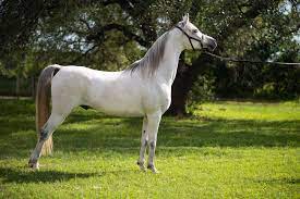 Saudi arabian food distributor surges in riyadh trading debut. Arabian Horse Breed Profile