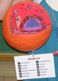 Animal Cell With Key 2009 Cells Project Cell Model Project Cell Membrane