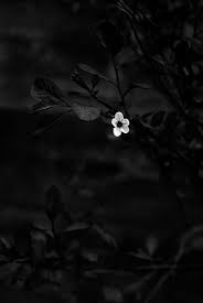 Black And White Nature Creative Wallpaper Gozleriyle Gozlerinden Yuregine Giden Yolda Vicdani Bulma Dilegi Bir Yudum Merhamet Icin Nk In 2020 Black Flowers Black And White Flowers Dark Wallpaper