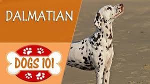 We did not find results for: Dogs 101 Dalmatian Top Dog Facts About The Dalmatian Youtube