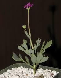 Image result for Othonna carnosa