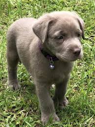 Maybe you would like to learn more about one of these? Silver Labrador Retriever Puppies For Sale In Orlando Florida Classified Americanlisted Com