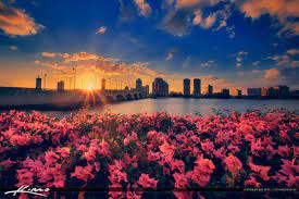 Our customers love us because we always deliver the freshest blooms on time. West Palm Beach Skyline Flower With Intracoastal Waterway Royal Stock Photo