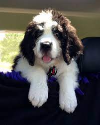 We did not find results for: 20 Saint Berdoodle Ideas In 2021 St Berdoodle Puppies Cute Dogs