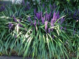 Liriope minor is an evergreen perennial growing to 0.3 m (1ft). Giant Liriope Liriope Muscari Showy Flowers Liriope Muscari Big Blue