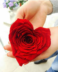 Measuring 19 inches wide x 48 inches high x 6 inches deep. Love Dps Beautiful Rose Flowers Love Rose Flower Red Rose Flower