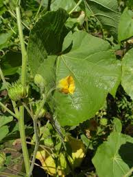 Image result for Abutilon englerianum