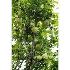 We did not find results for: Download 28 Custard Apple Tree Hd Images
