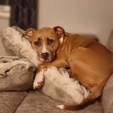 Has anyone's dog had TTA surgery?