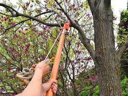 To 9.5 ft, allowing you to trim hard to reach places. How To Use Pole Pruners