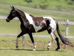 LOTE 19 | RUÍNAS DE NANUQUE (LEILÃO VIRTUAL HARAS RIAN - LIQUIDAÇÃO DE  PLANTEL) - Canal Business