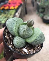 Image result for Mimulopsis excellens