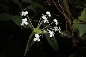 Image result for Clerodendrum capitatum