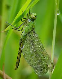 Robin Loznak Photography Llc Transforming Dragonfly Dragonfly Insect Photography Beautiful Bugs