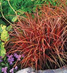 Deepest Red Bronzy Clumping Sedge Native To New Zealand Compact 12 X 15 Tall Wide Very Easy To Grow Looks G Plants Grasses Landscaping Planting Flowers