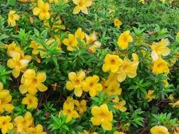Image result for Allamanda
