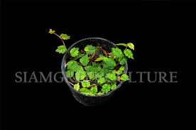 Creeping fig can be planted in sun or shade, and it has a good tolerance to. Ficus Pumila Var Quercifolia Rare Vining Plant Terrarium Plant