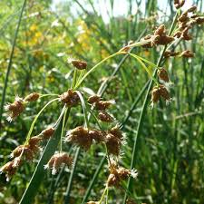 Image result for Bulbostylis scleropus