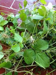 Maybe you would like to learn more about one of these? Edisi Ngarit Esuk Esuk Daun Ternak Kelinci Itu Mudah Facebook