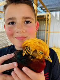 Rainbow parrots visiting my house daily