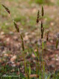 Image result for Anthoxanthum