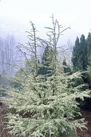 Image result for Polygala sphenoptera