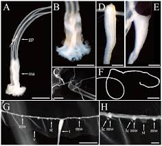 Image result for Hydrothauma manicatum