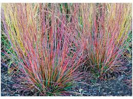 Si vous voulez planter vos jeunes plants, quelques règles de base sont à resp. Schizachyrium Scoparium Standing Ovation Motyckovo