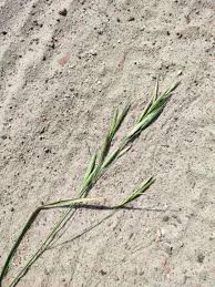 Image result for Bromus catharticus