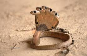 Five Headed Snake I Don T Know Snake Images King Cobra Snake Snake