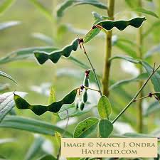 Image result for Desmodium