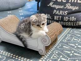 子猫との触れ合い会 猫の成長スピードはマッハ 生後2ヶ月と3ヶ月の違い ウチブログ 子猫 猫 ペットショップ