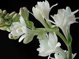 Nama tuberosa menunjukkan bahwa tumbuhan ini memiliki umbi (tuber). Sedap Malam Bunga Santet Yang Bisa Sembuhkan Rematik Radang Tenggorokan Dan Insomnia Watyutink